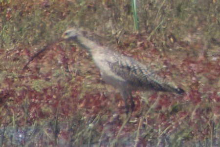 Long-billed Curlew - ML447318641