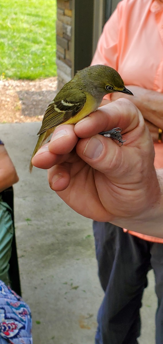 White-eyed Vireo - ML447319281