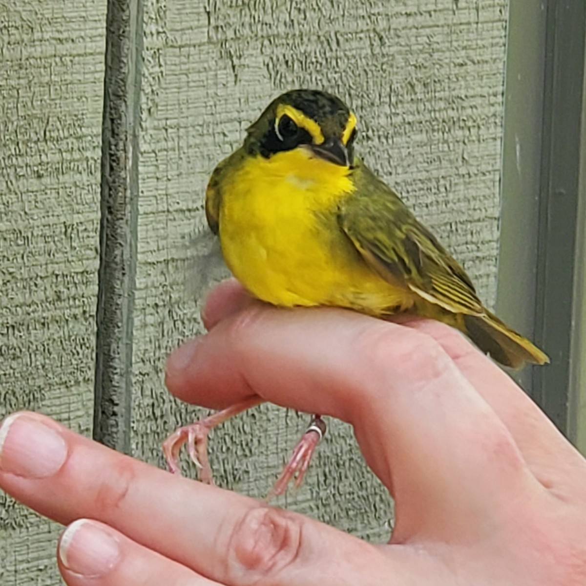 Kentucky Warbler - ML447319521