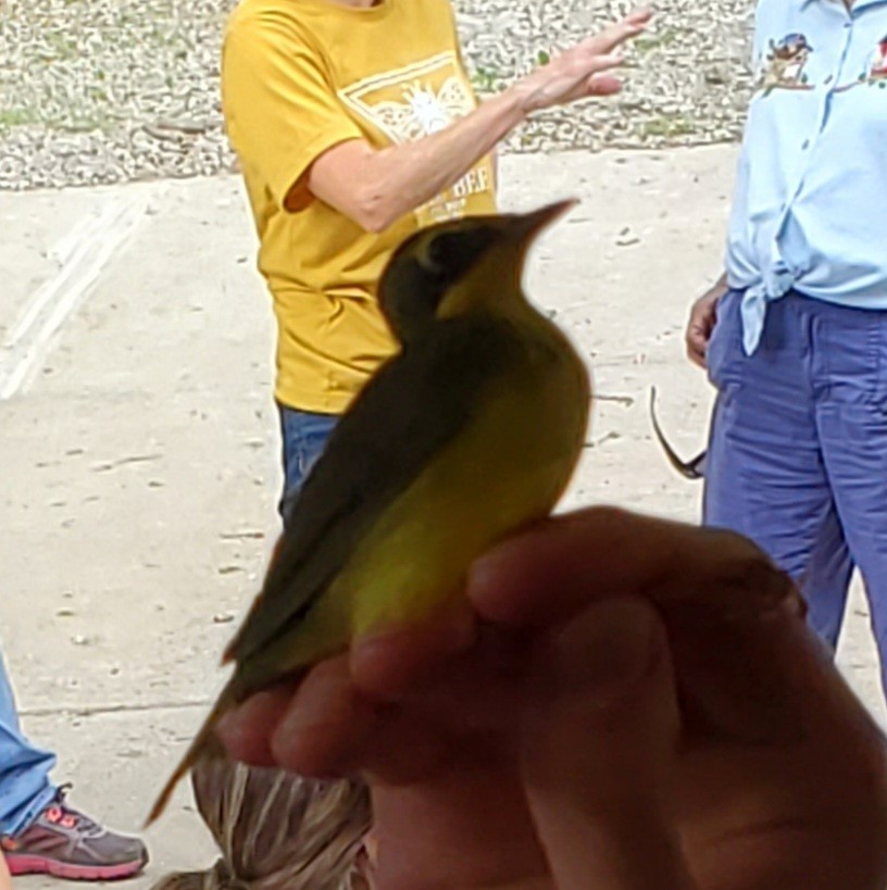 Kentucky Warbler - ML447319711