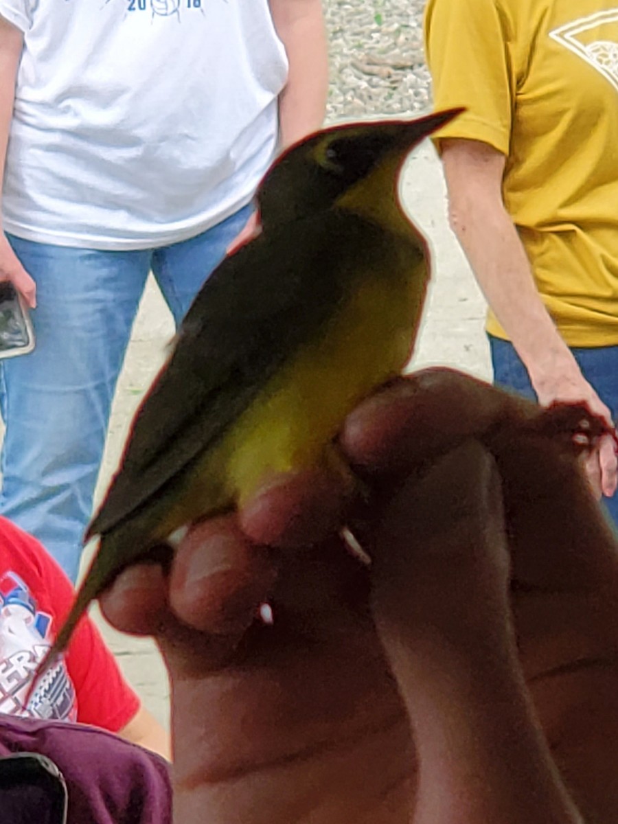 Kentucky Warbler - ML447319721