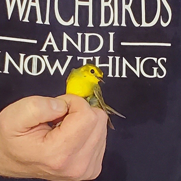 Hooded Warbler - ML447319851