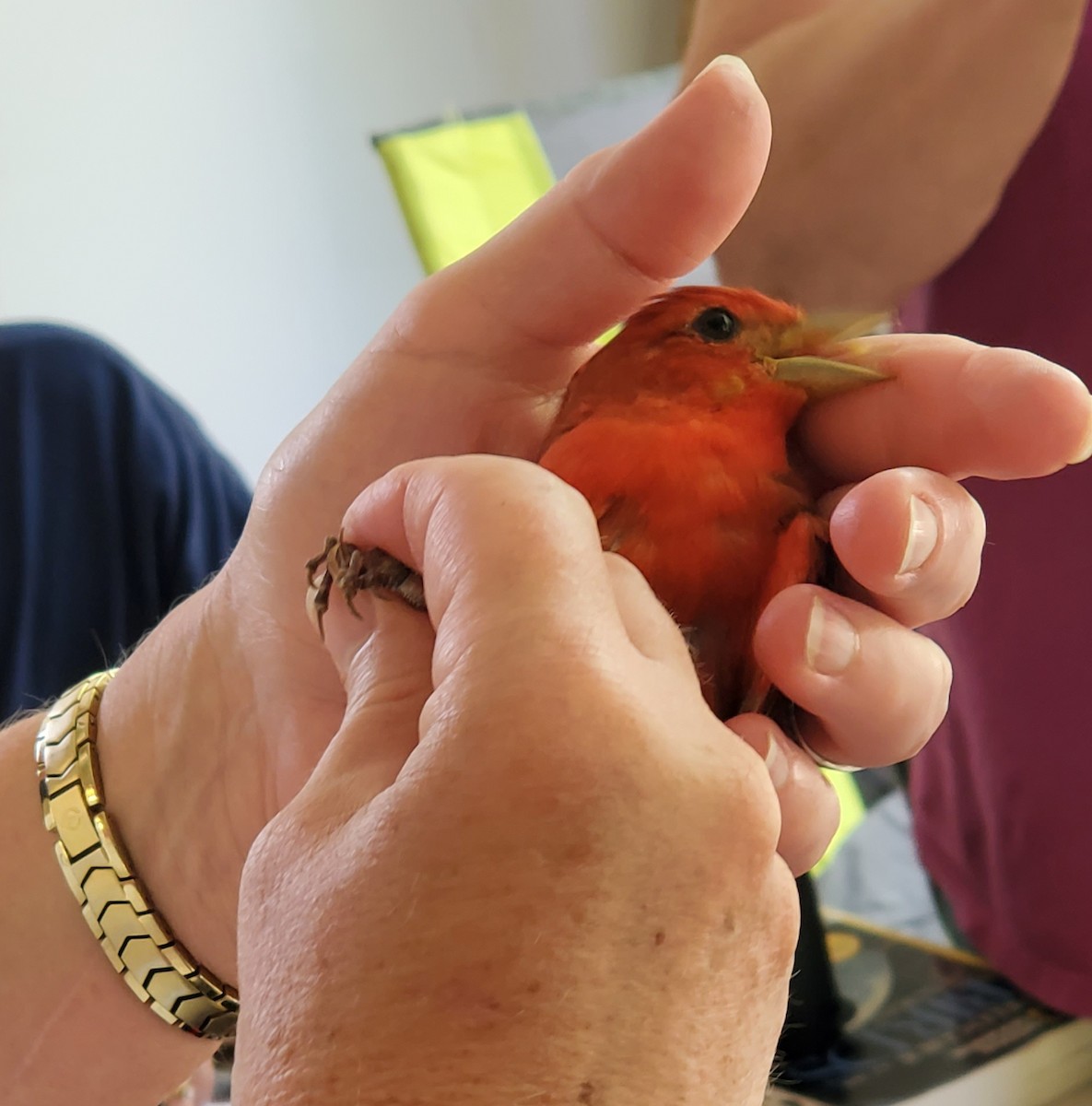 Summer Tanager - ML447319991