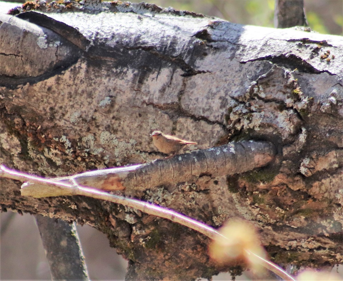 Winter Wren - ML447320081