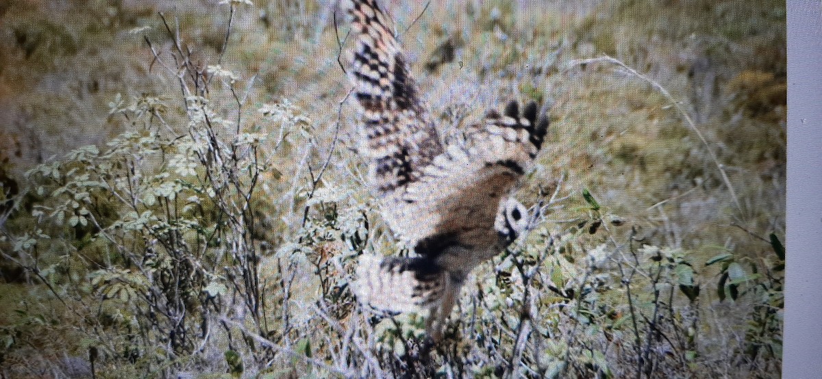 Short-eared Owl (Antillean) - ML447320261