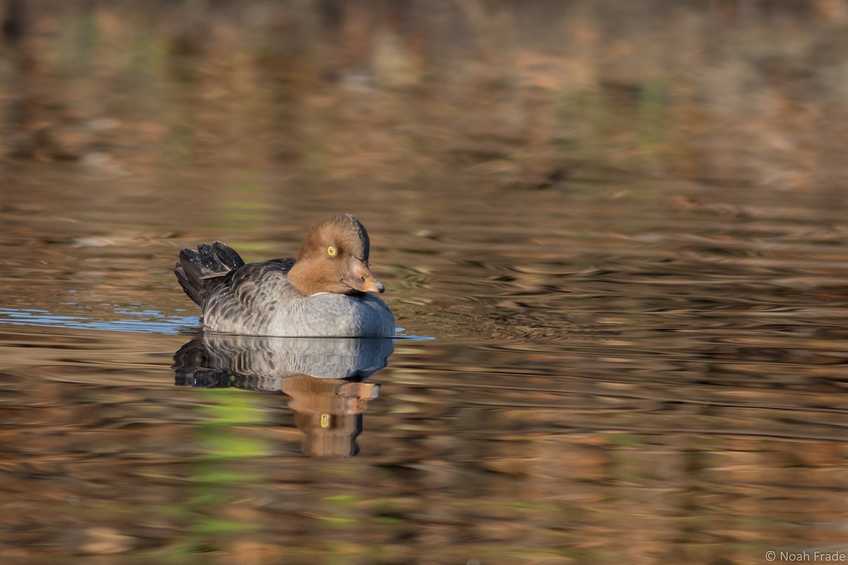 Common Goldeneye - Noah Frade