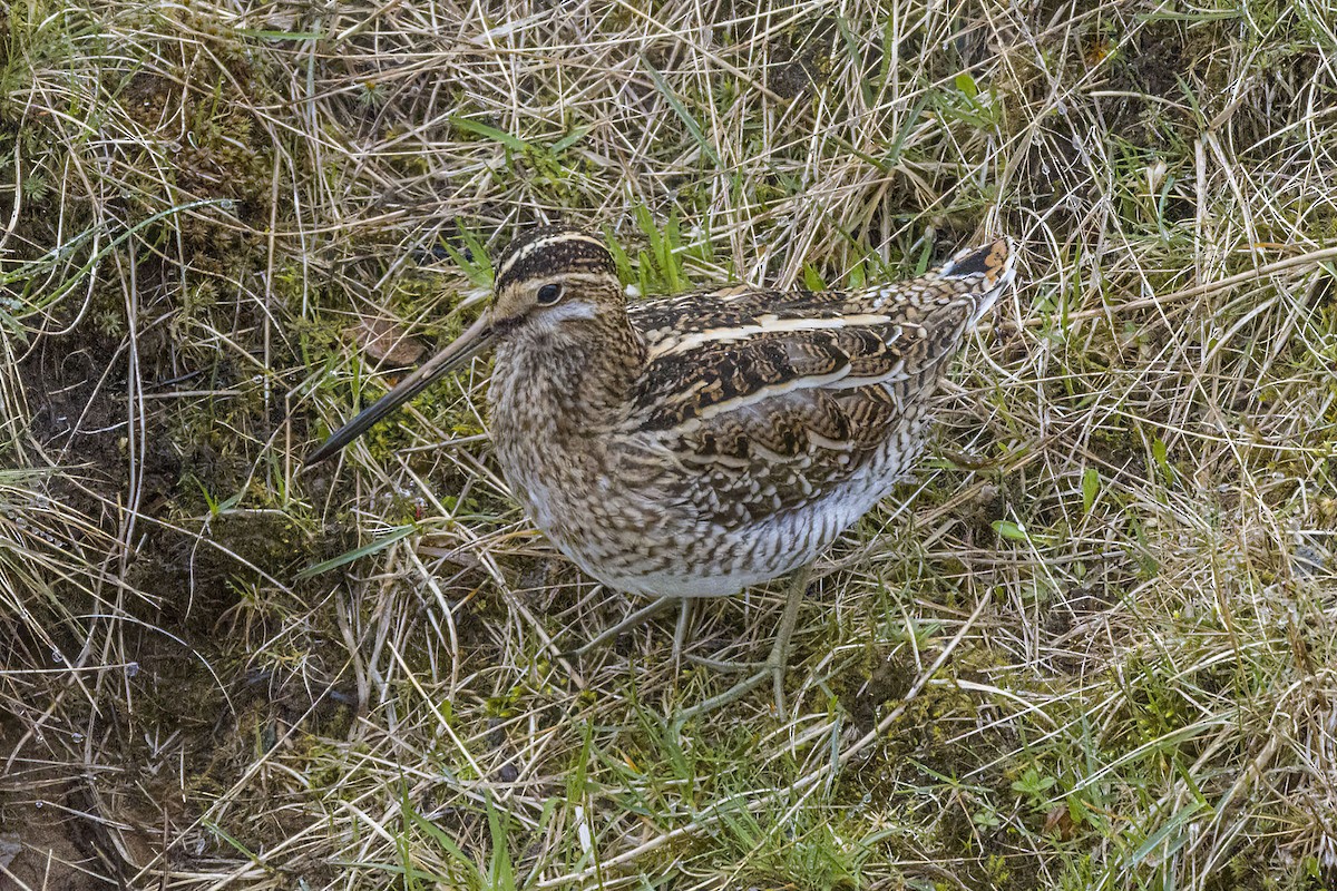 Common Snipe - ML447322841