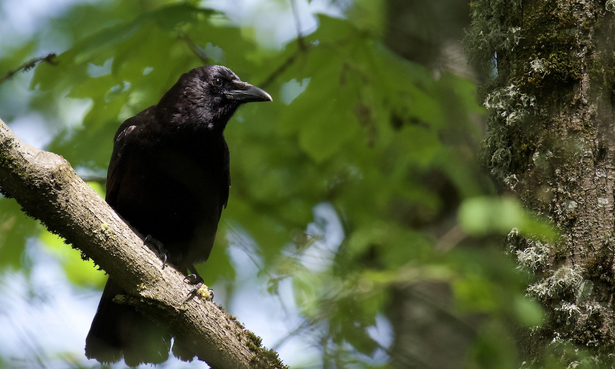 American Crow - ML447323241