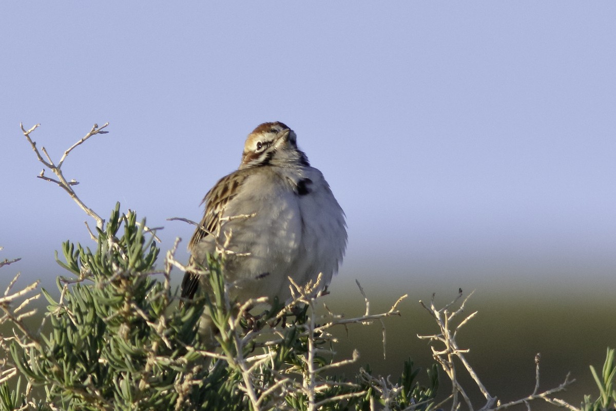 Lark Sparrow - ML447323461