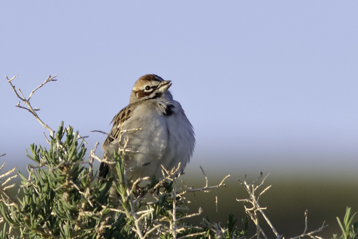 Lark Sparrow - ML447323481