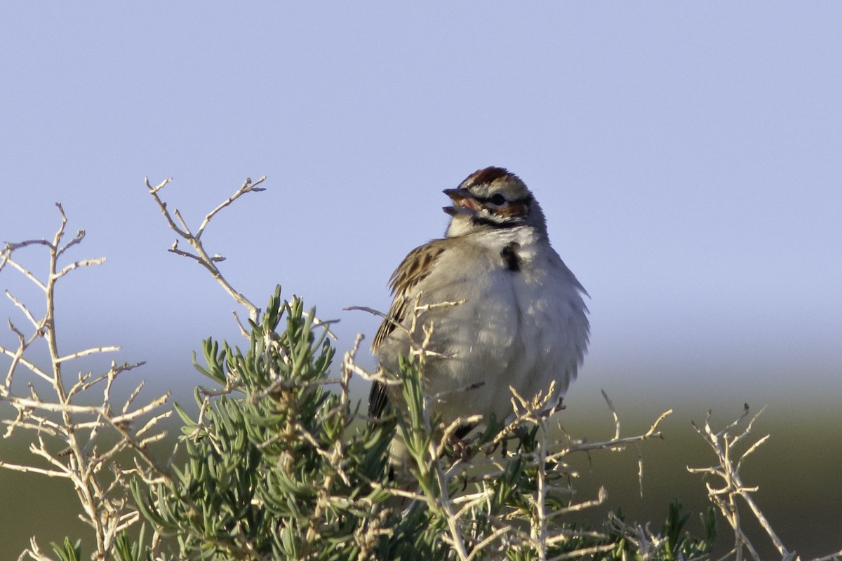 Lark Sparrow - ML447323521