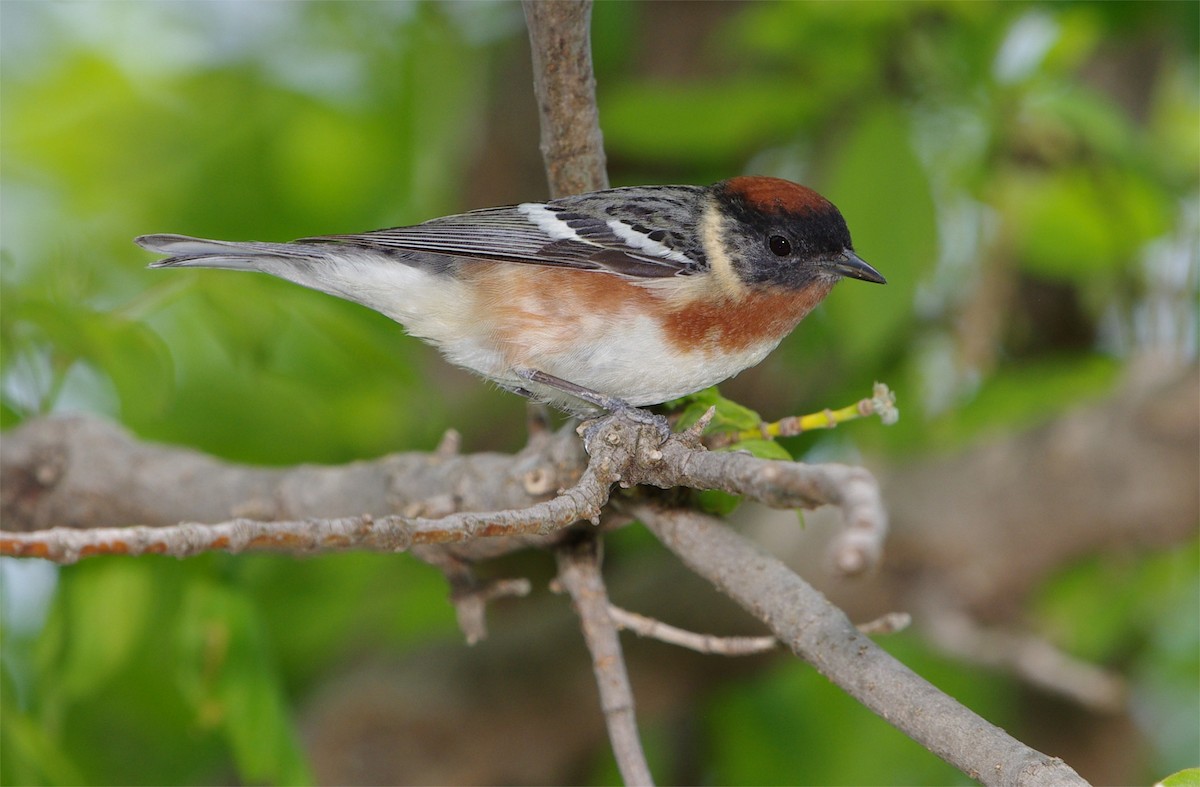 Bay-breasted Warbler - ML447323981