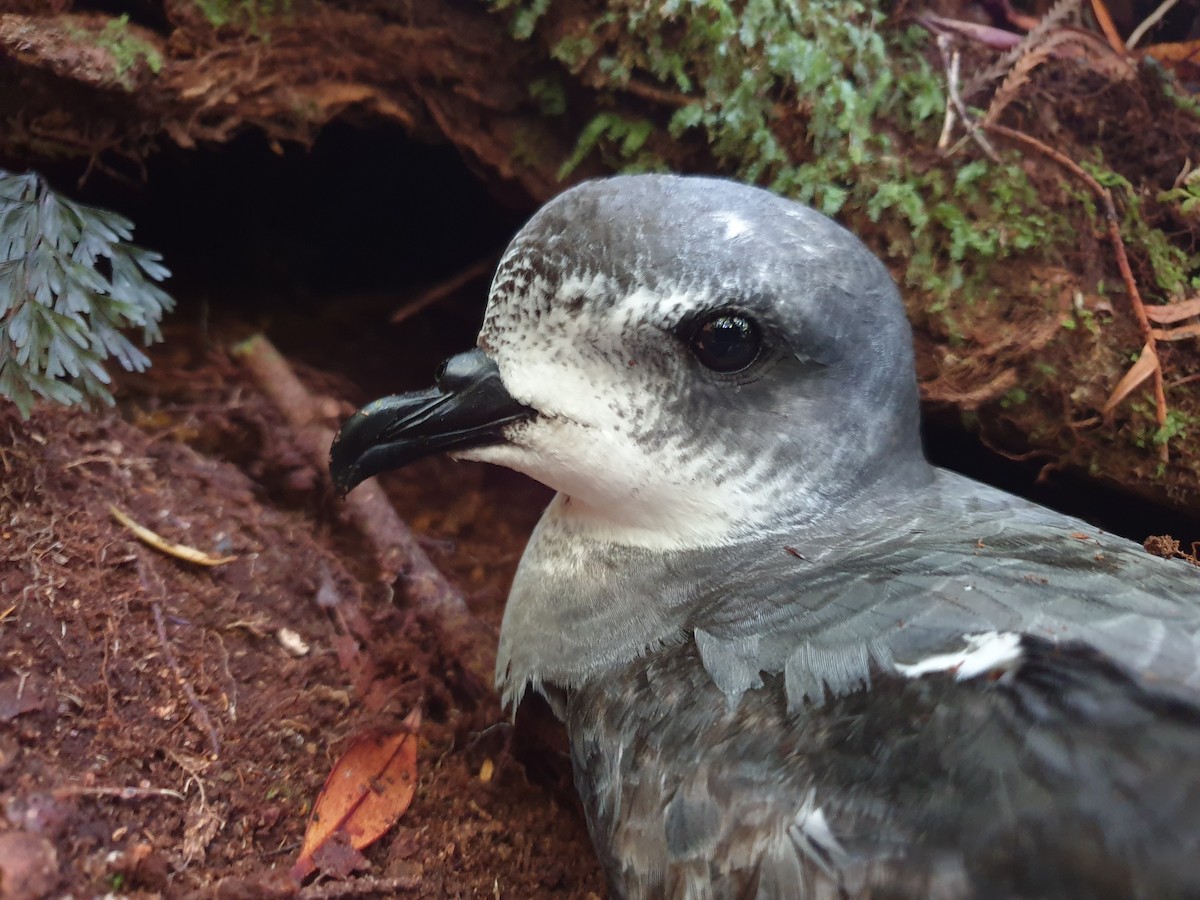 Petrel Moteado - ML447324291