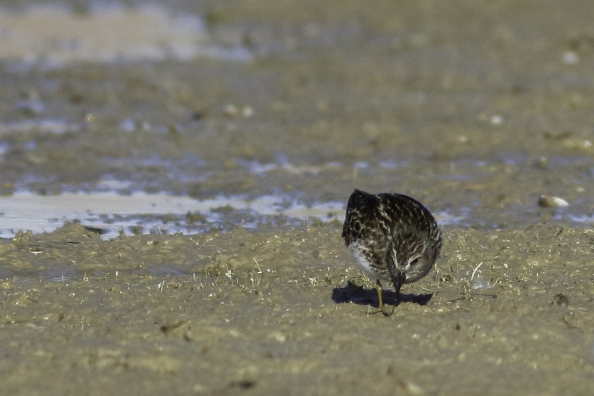 Least Sandpiper - Linda Chittum