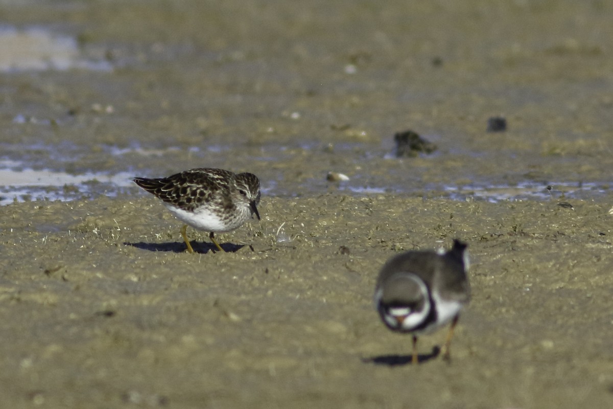 pygmésnipe - ML447325221