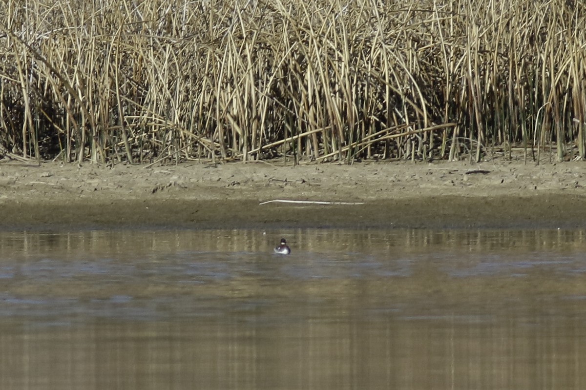 Phalarope à bec étroit - ML447325791