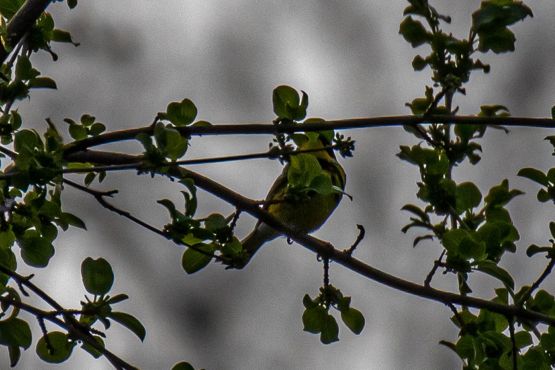 Magnolia Warbler - ML447325841