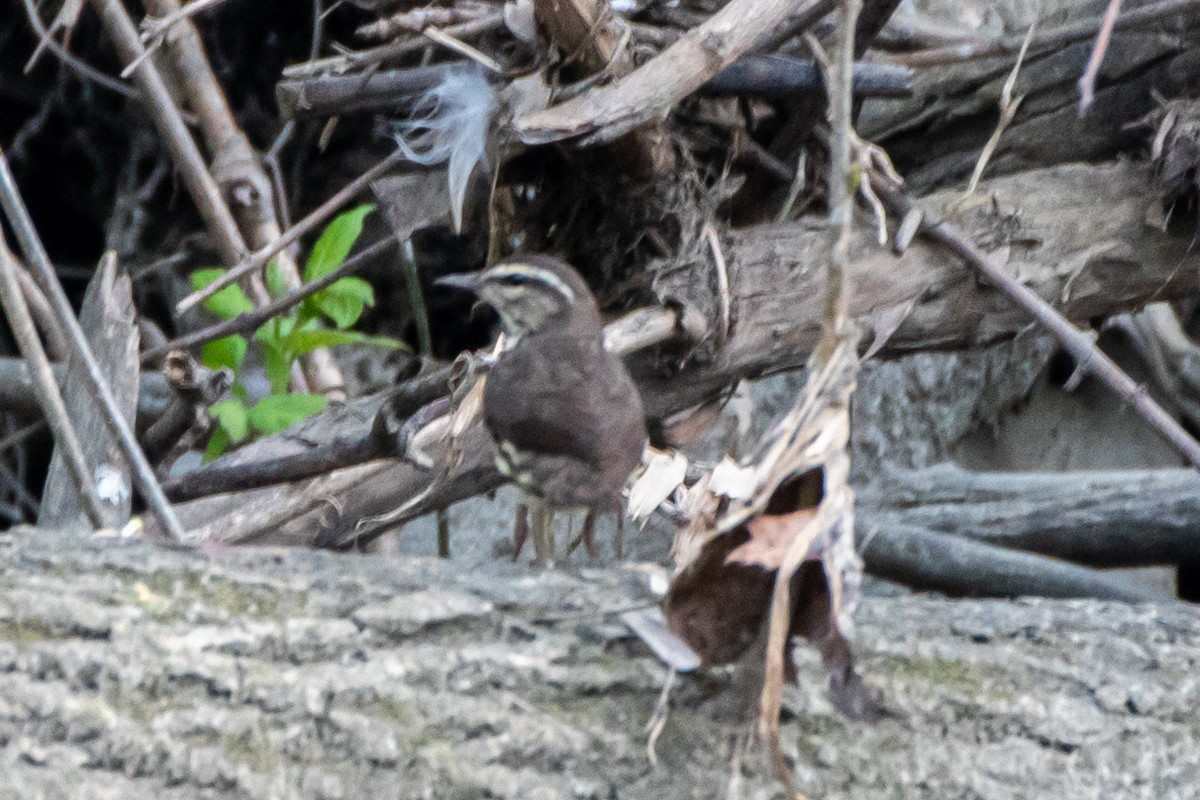 Northern Waterthrush - Patrick Zettel