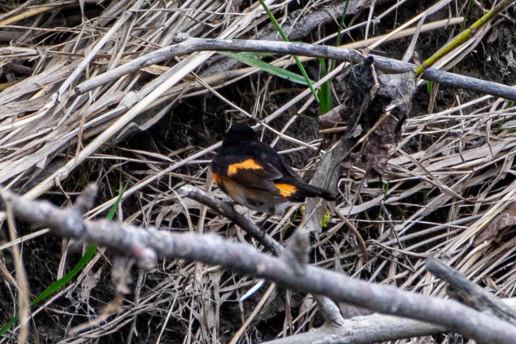 American Redstart - ML447326151