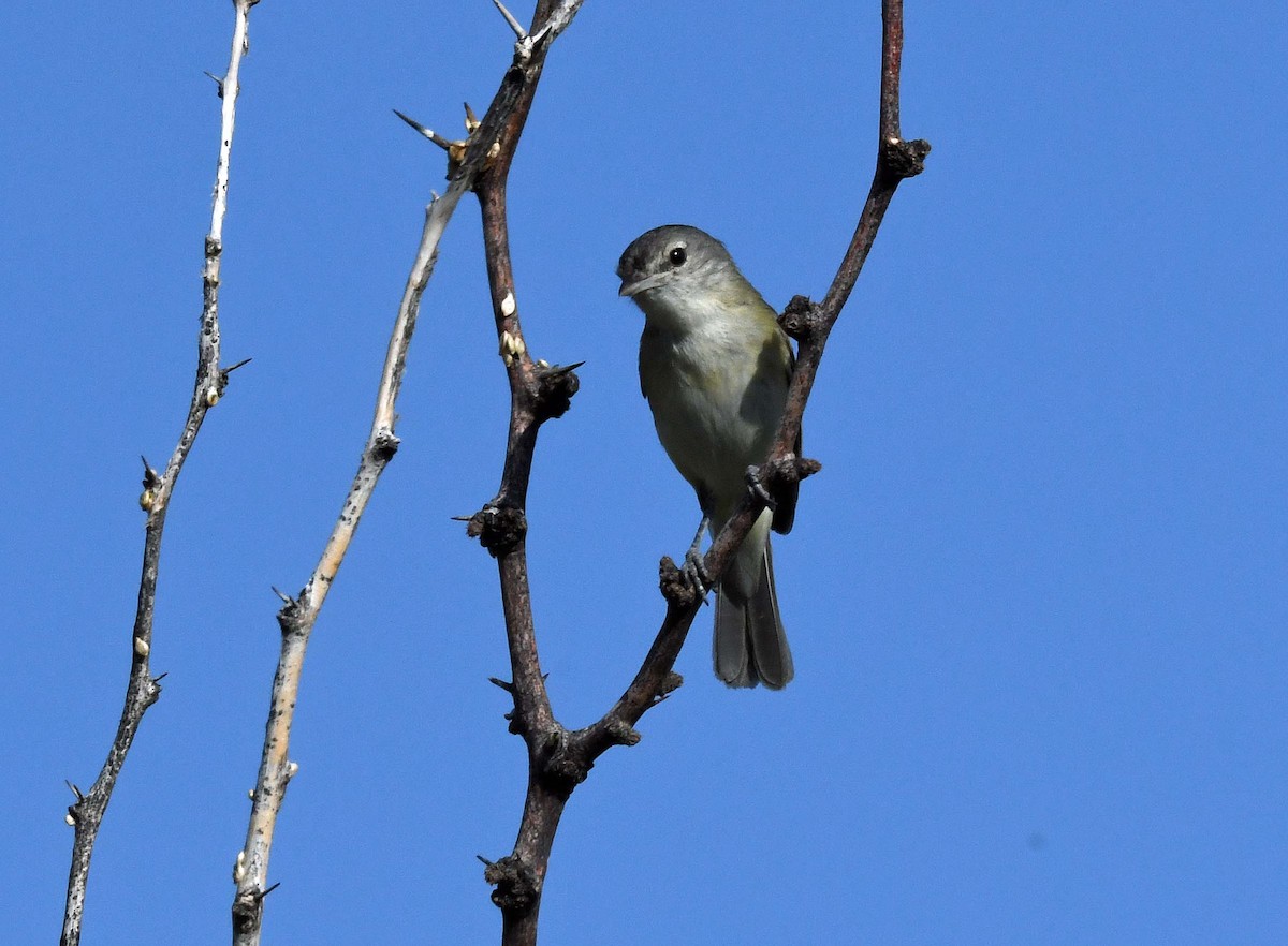 Bell's Vireo - ML447327821