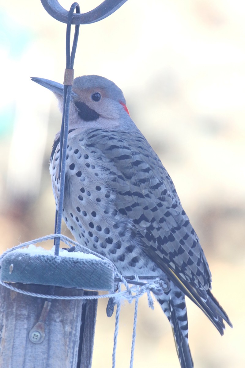 Northern Flicker (Yellow-shafted) - ML44733051