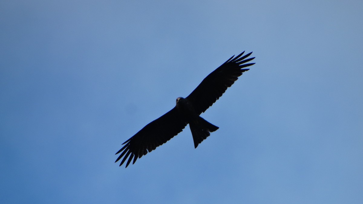 Black Kite - ML447332571