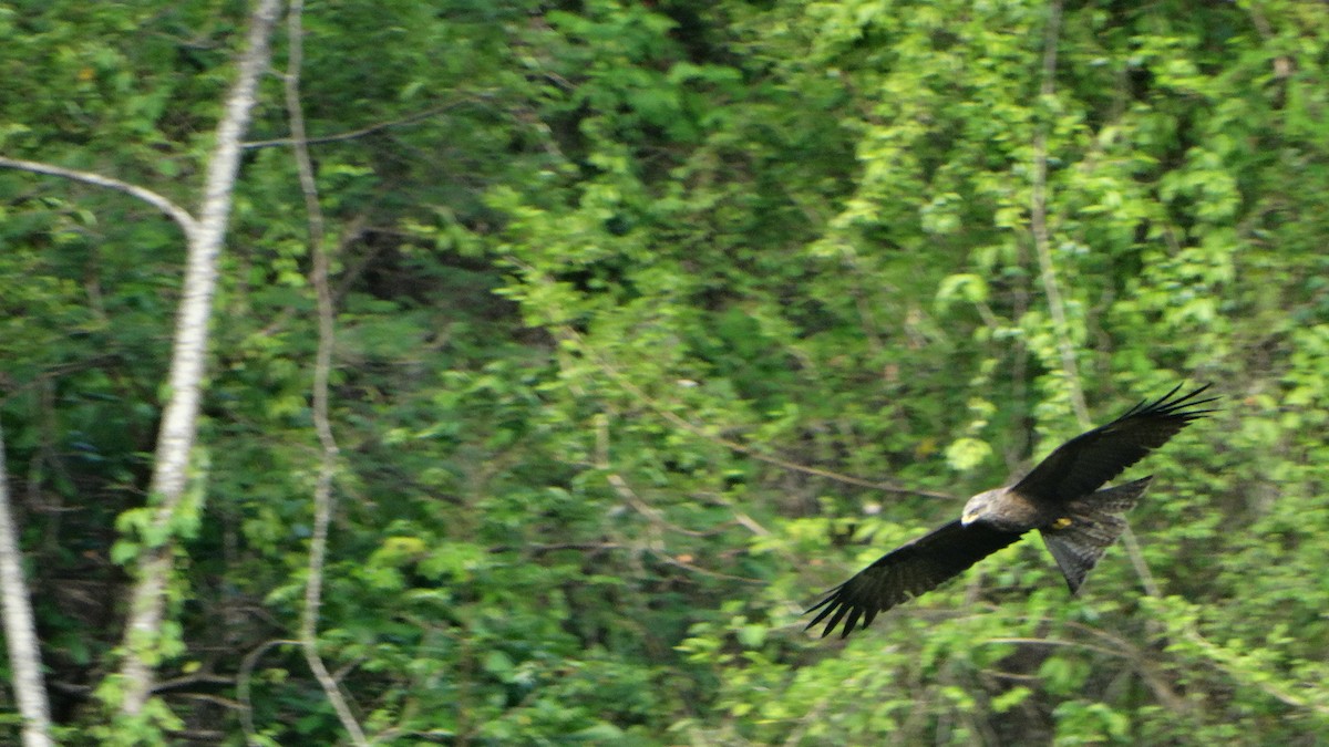 Black Kite - ML447332591