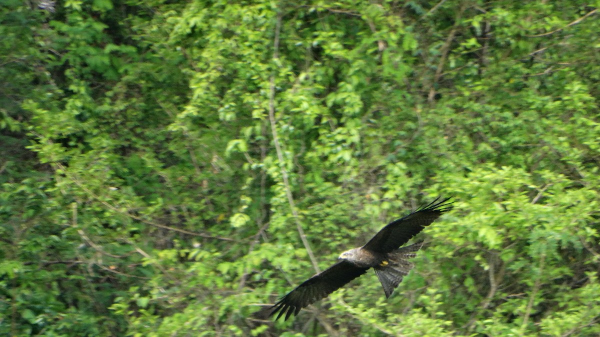 Black Kite - ML447332611