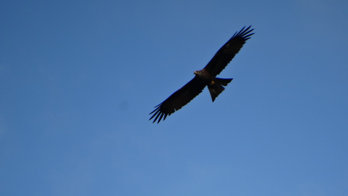 Black Kite - ML447332641