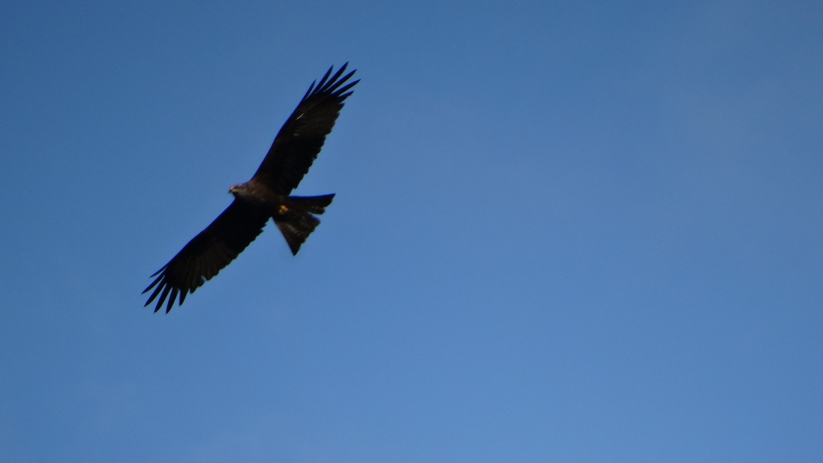 Black Kite - ML447332671