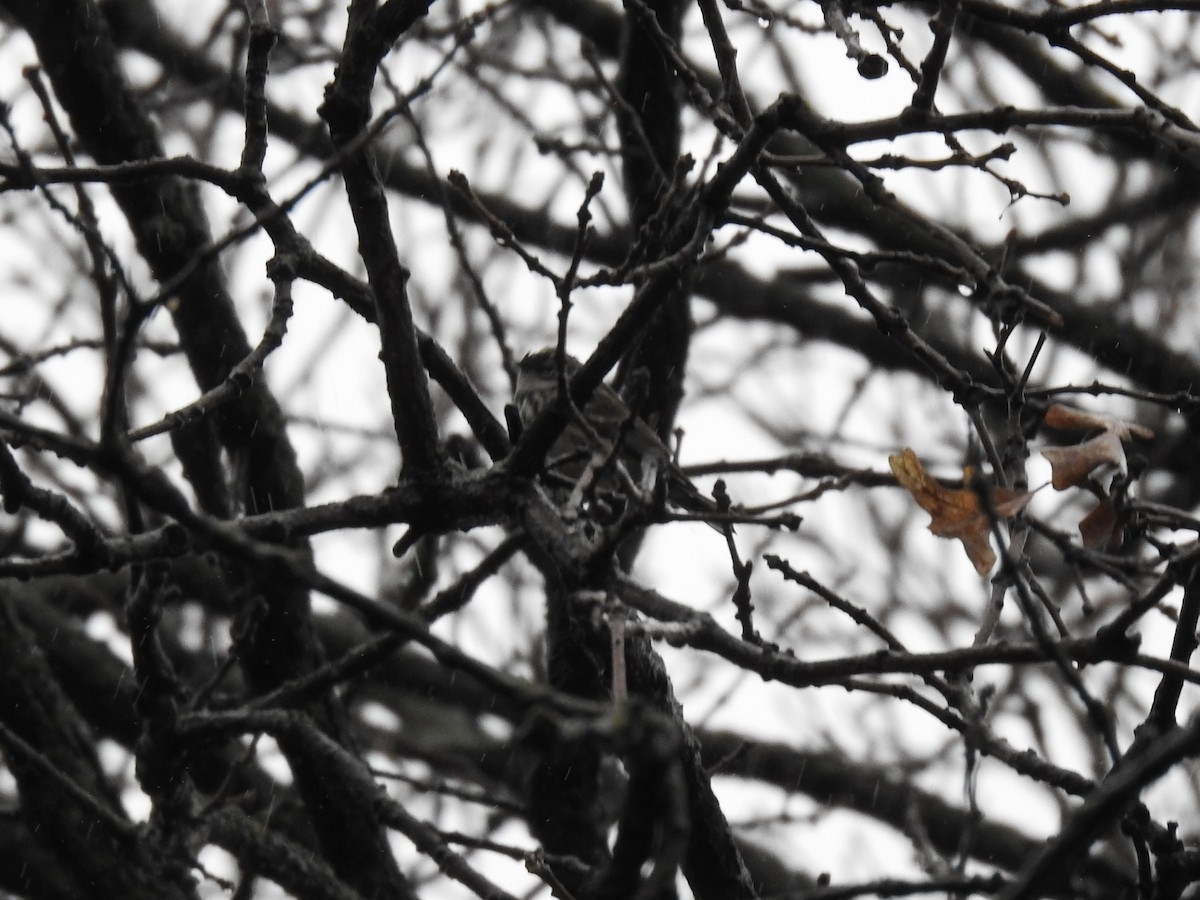 Yellow-rumped Warbler - Matthew Thompson