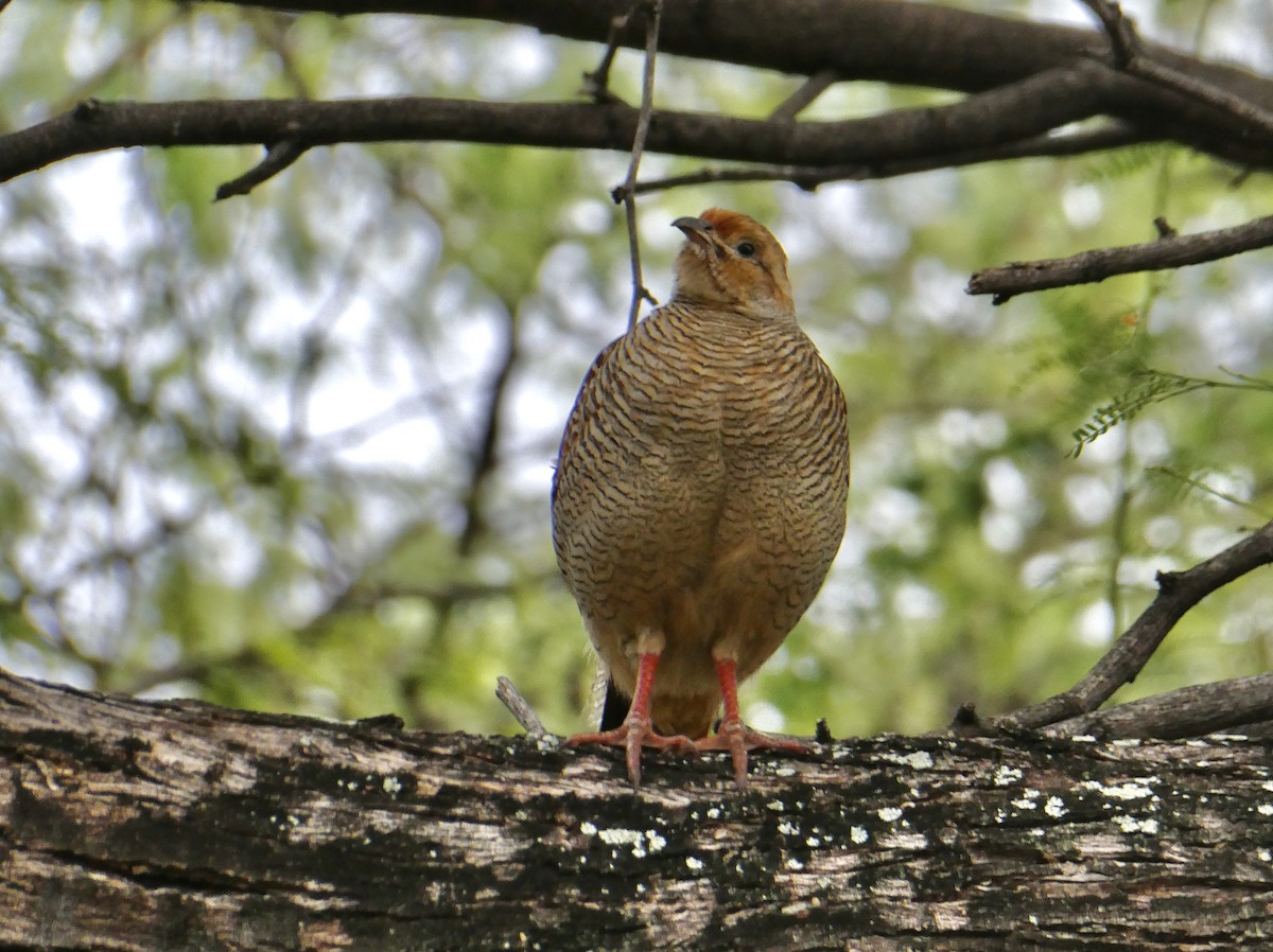Gray Francolin - Dwaine Talbot