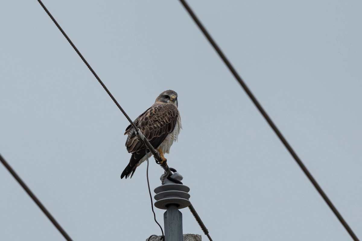 Swainson's Hawk - ML447336031