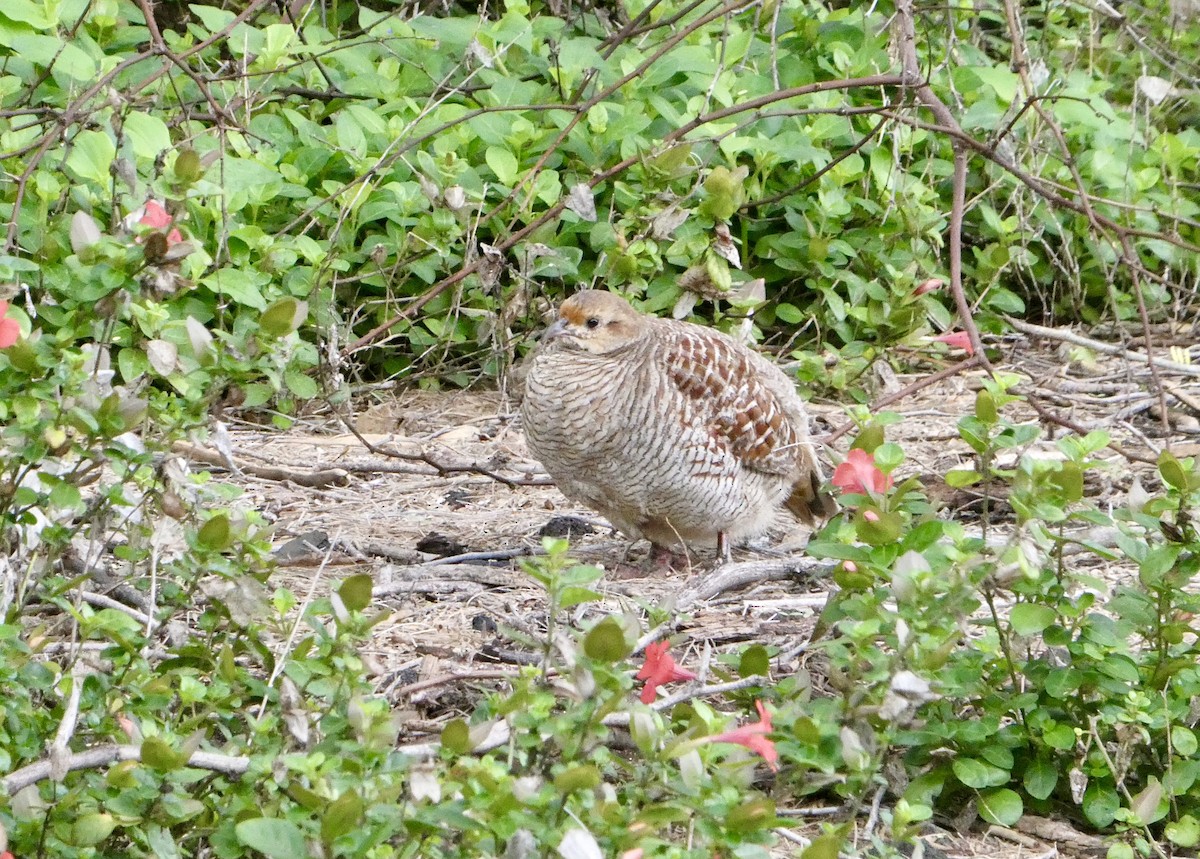 Gray Francolin - Dwaine Talbot