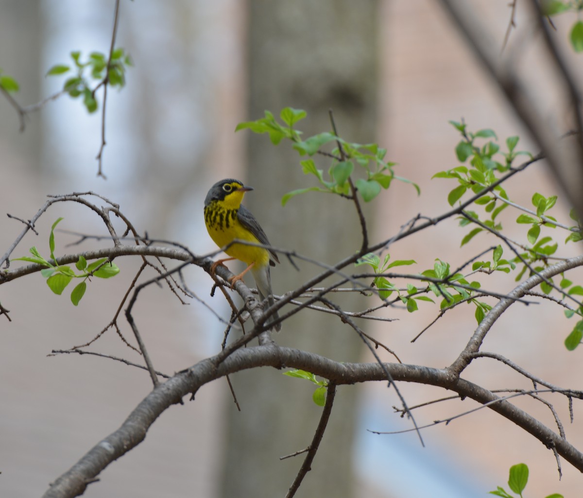 Canada Warbler - ML447337351