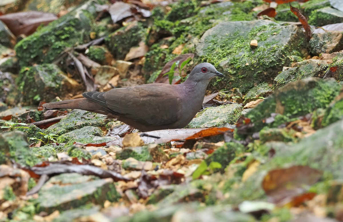 Dusky Pigeon - ML447338471