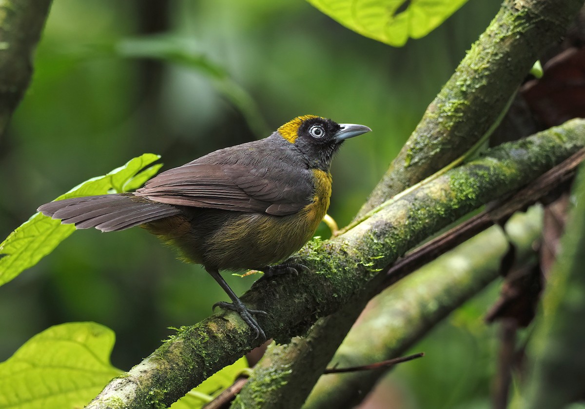 Dusky-faced Tanager - Sam Woods