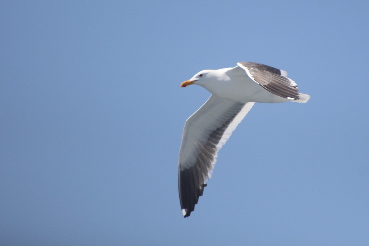 Western Gull - ML447340191