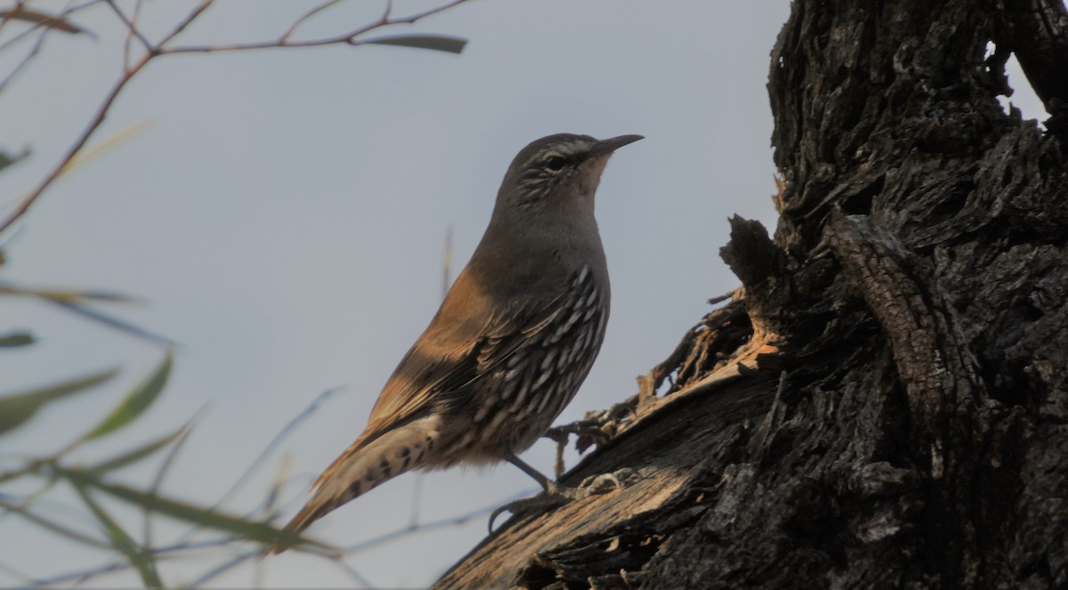 White-browed Treecreeper - ML447340381