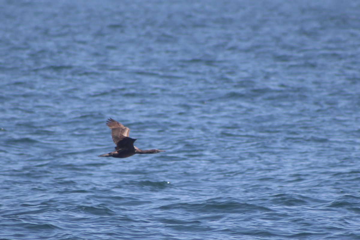 Brandt's Cormorant - ML447341461