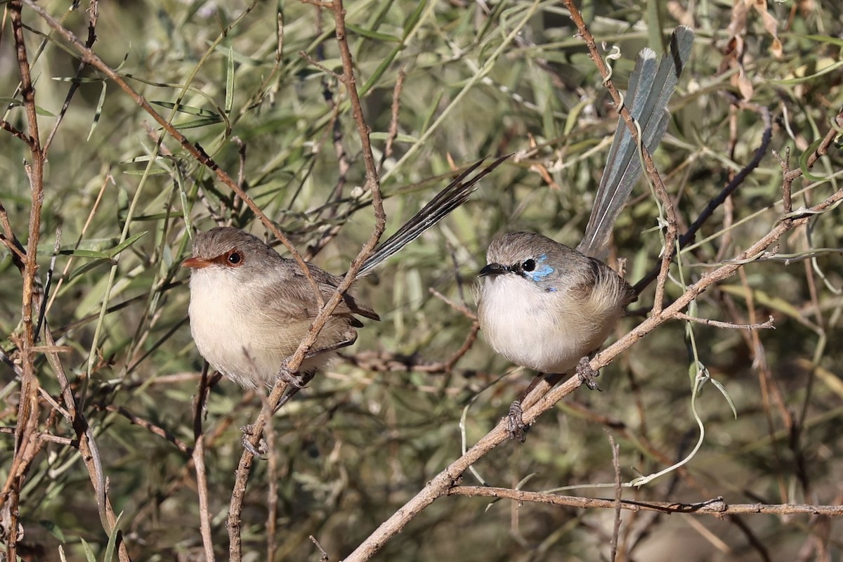 Purple-backed Fairywren - ML447342001