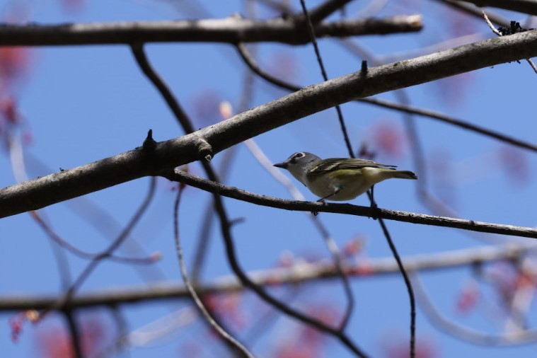 Mavi Başlı Vireo - ML447342831