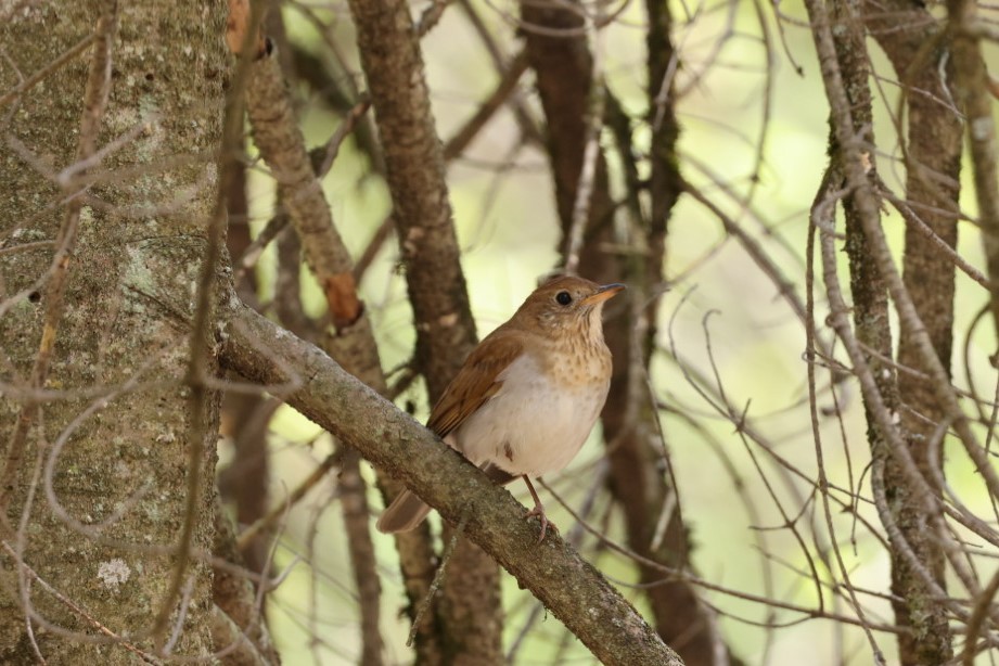 Veery - ML447343031