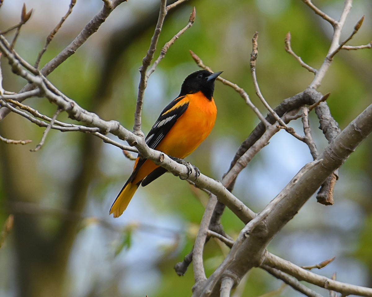 Baltimore Oriole - Brian Hicks