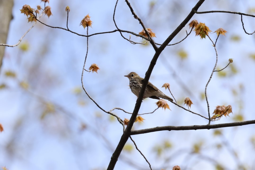 Ovenbird - Yves Lajoie