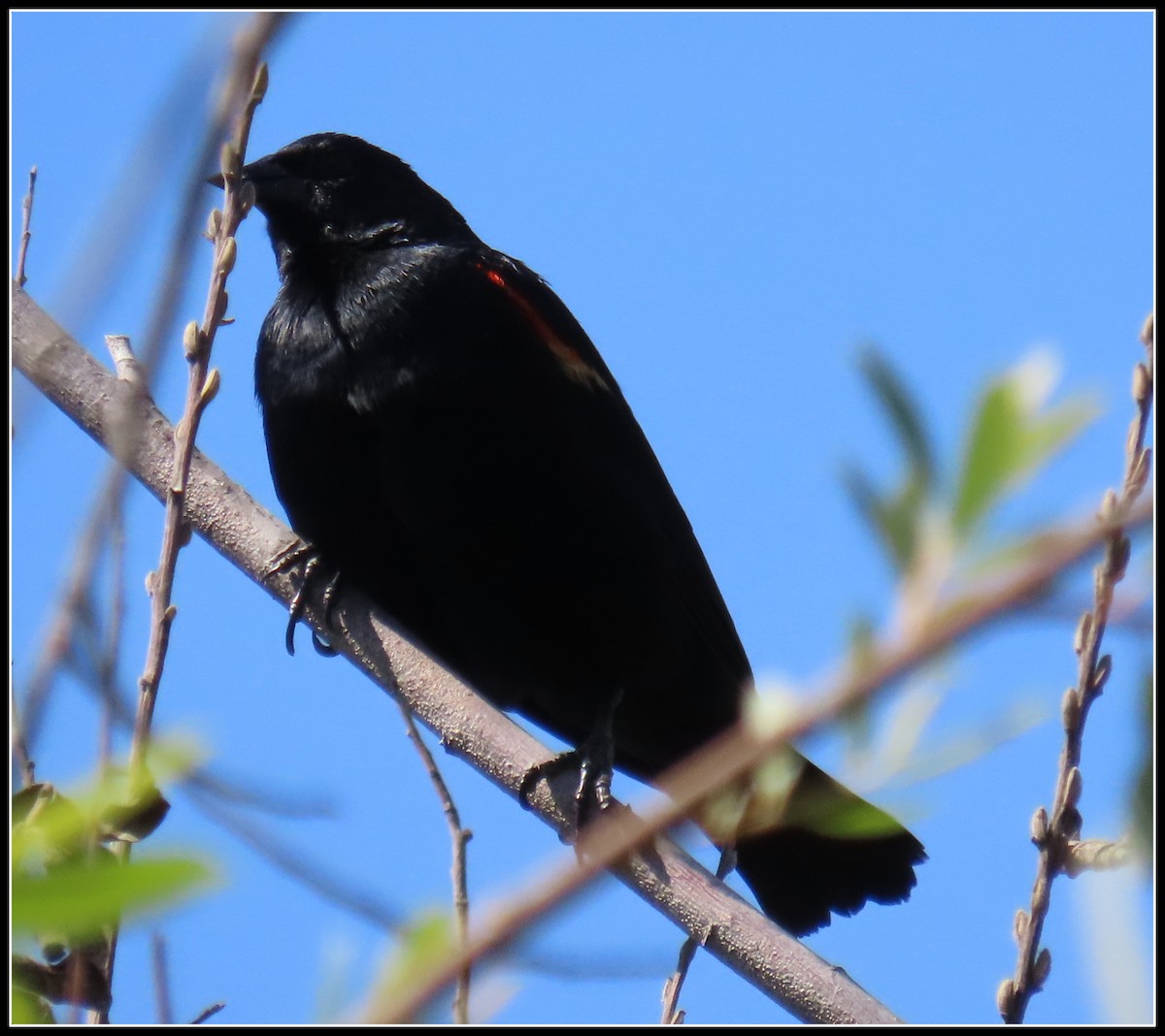 Red-winged Blackbird - ML447343671