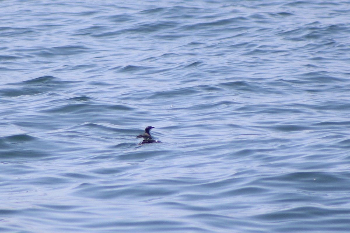 Scripps's Murrelet - ML447344051