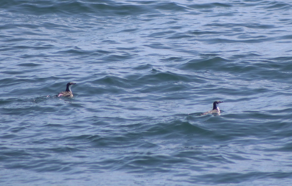 Scripps's Murrelet - ML447344111