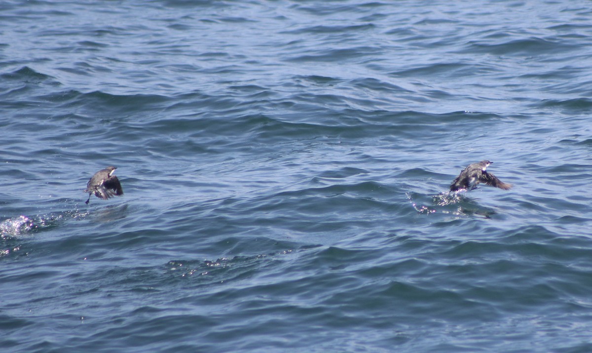 Scripps's Murrelet - ML447344141