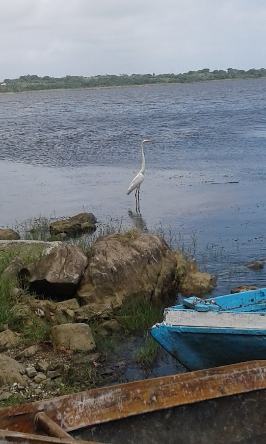 Great Egret - ML447347691